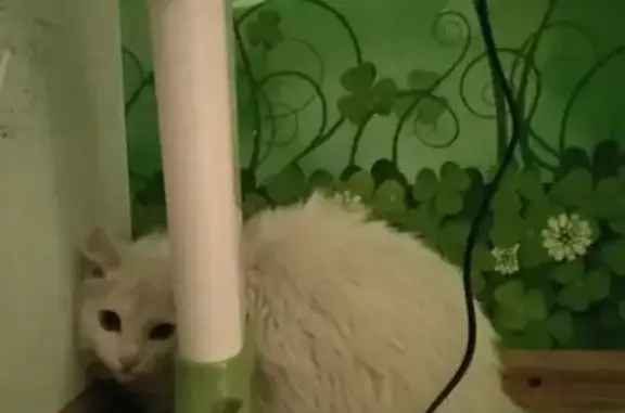 Найдена кошка на Радищева, ост. Северная в Иркутске