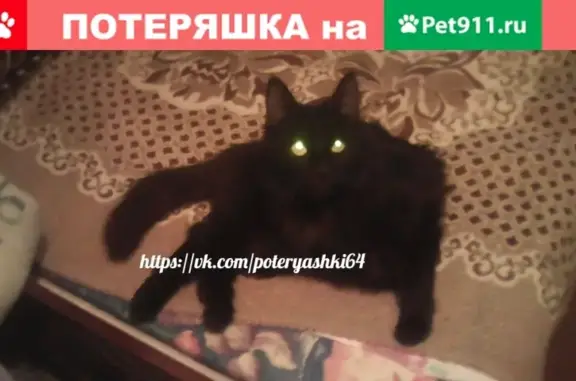 Найдена домашняя кошка на Заводской улице, Саратов