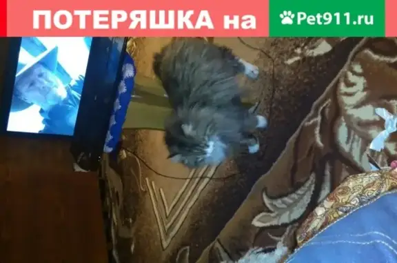 Найден кот в садоводстве Прогресс, г. Барнаул