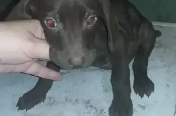 Пропала собака породы курцхаар в Астрахани, 1 января.