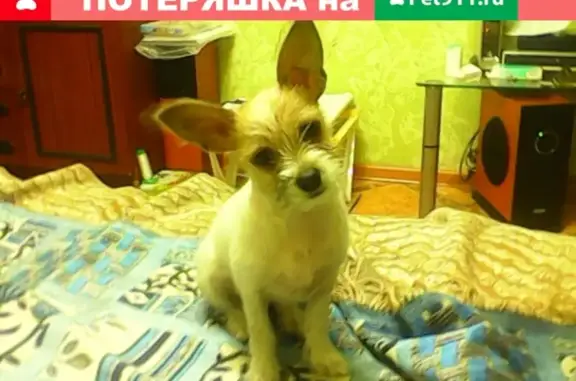 Пропала собака в селе Верх-Тула, Новосибирская область