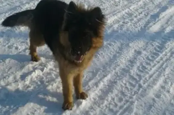 Пропала собака в Ильино, Липецк.