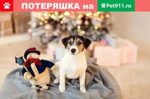 Пропала собака в Матросово, Гурьевский район, требуется помощь!