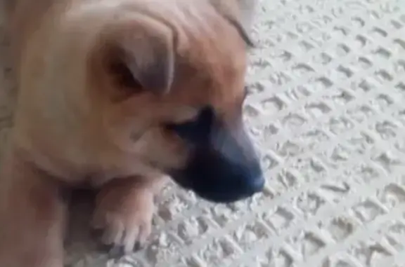 Собаки потеряшки, Сенгилей, фото: Потеряшка собака в г. Сенгилей, вознаграждение!