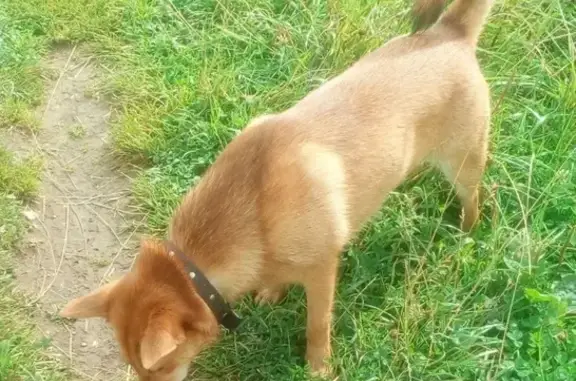 Пропала собака Джесси на улице Дзержинского