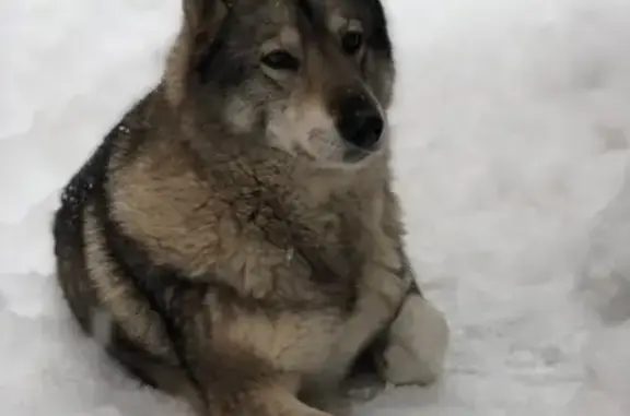 Пропала собака в Наро-Фоминске, Финляндия, 30 декабря.