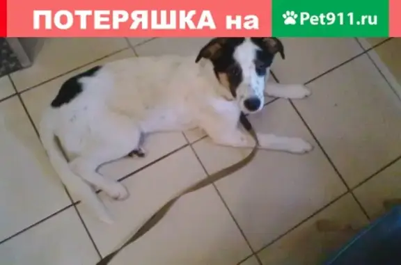 Найдена белая собака в Электростали с ошейником и поводком