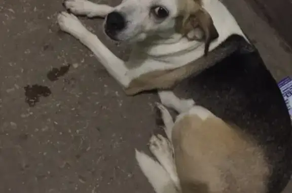 Собака найдена на Ленина/Харитона в Сарове