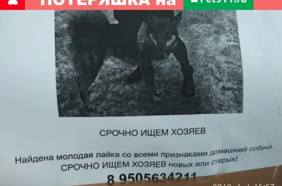Найдена собака (г. Екатеринбург)