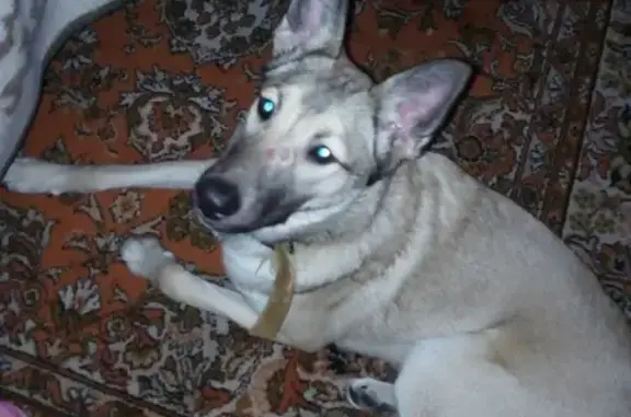 Найдена собака на улице Репина в Уфе