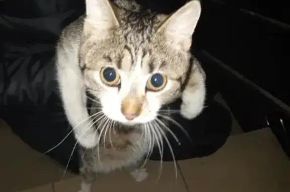 Найден кот-подросток в подъезде на ул. Г.Белика