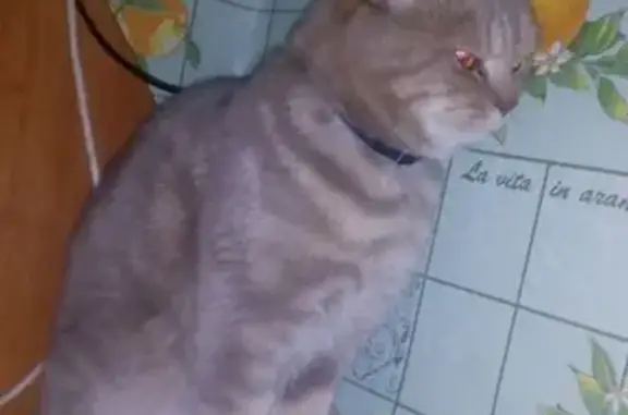 Найден кот на Брестской, возможно потеряшка