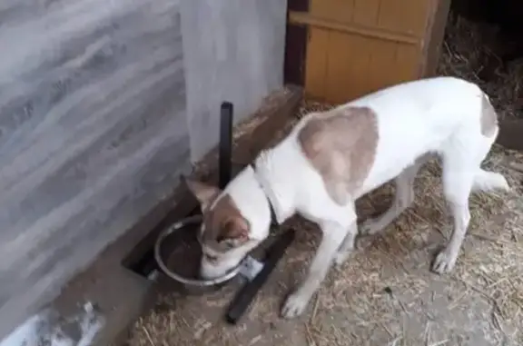 Найдена бело-коричневая собака в Одинцово.
