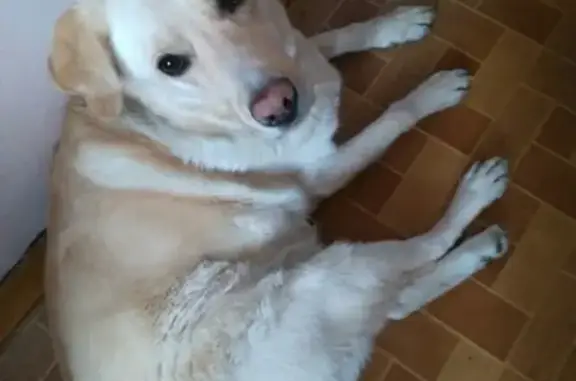 Пропала собака в Мончегорске, кличка Белый