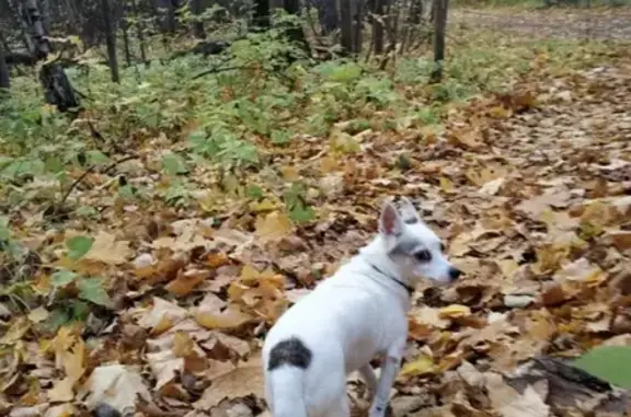 Пропала собака Белка в Казани, районы Приволжский или Советский