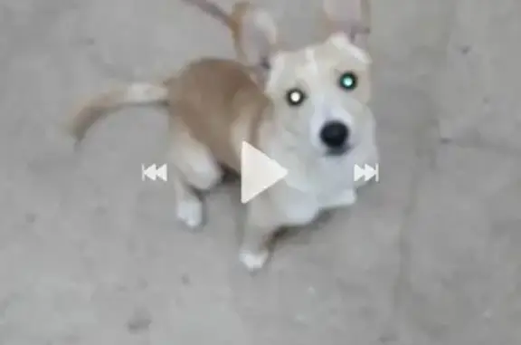 Пропала собака Бася в Ангарске