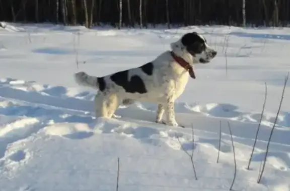Пропала собака в Рыбинске, район Копаево