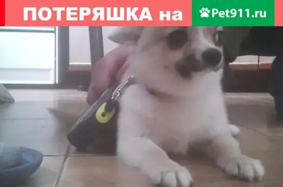 Найдена собачка в Дмитрове