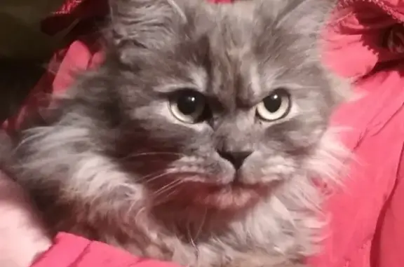 Найдена пушистая кошка в Чебоксарах