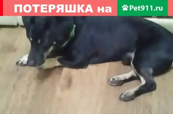 Найдена собачка в зеленом ошейнике в Тобольске