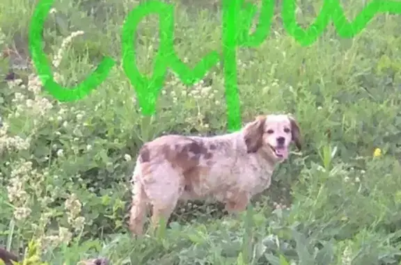 Пропала собака Сара в Заводском районе, Новокузнецк