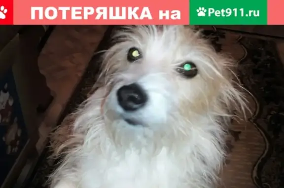 Пропала собака на улице Попова, Нижегородская область