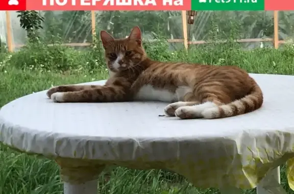 Кошки потеряшки, деревня Антоново, фото: Потеряшка рыжая кошка в деревне Антоново, Калужская область