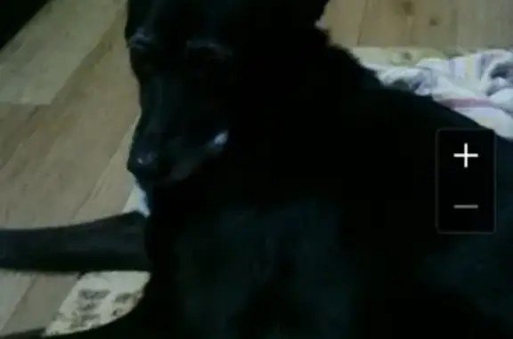 Пропала собака Лада на Ямашева18, Казань
