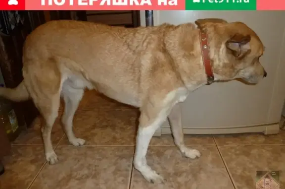 Найдена бездомная рыжая собака в Перми
