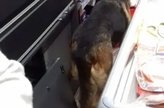 Собака Анна найдена в Краснодаре