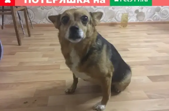 Найдена домашняя собака на пл. Мира, Жигулёвск