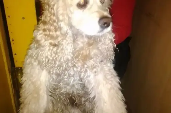 Найдена собака возле универмага в Красноармейске