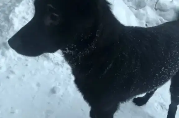 Найдена собака с перебитой лапой в Люберцах