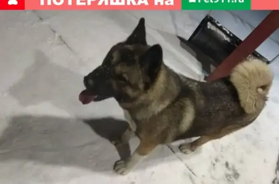 Найдена собака в Иваново, район Минеева
