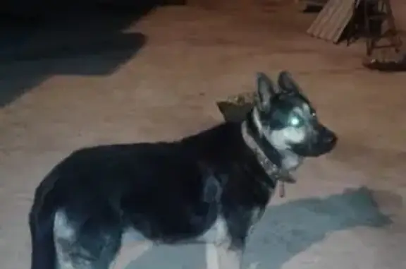 Пропала собака Арчи в деревне Верхнеюлдашево, Республика Башкортостан