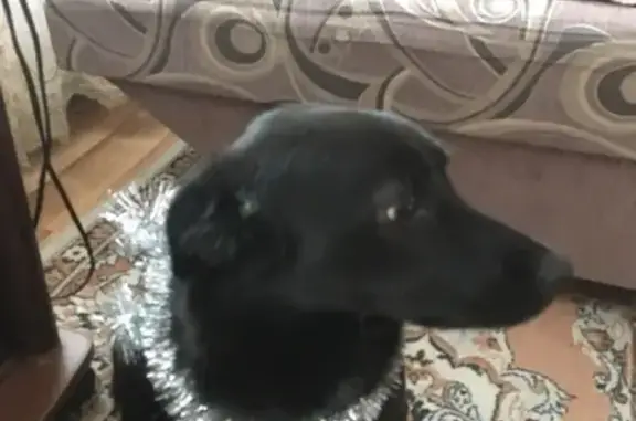 Пропала собака Галя в Полевском, Свердловская область