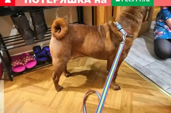 Найдена собака породы шарпей на ул. Льва Толстого, Томск