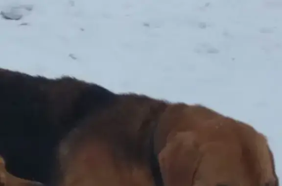 Собака найдена в Скопинском районе, Рязань