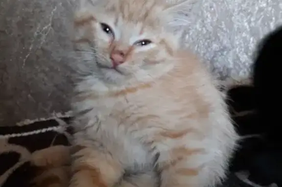 Найдена кошка-котенок в Канске, 2 мес, обмороженные ушки