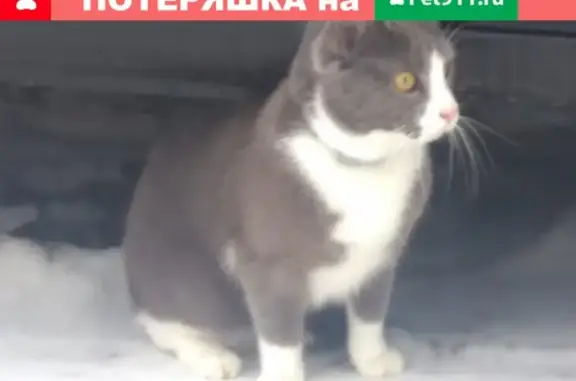 Найдена кошка СПб - Кировский район