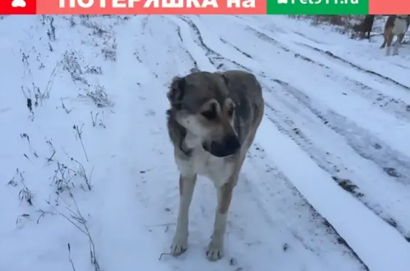 Пропала собака в Сыктывкаре, помогите найти!