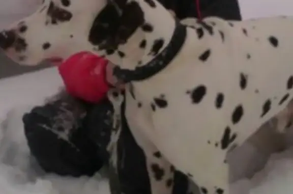 Собаки потеряшки, Ульяновск, фото: Потеряшка собака 