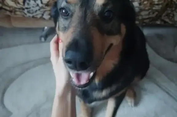 Собаки потеряшки, Ульяновск, фото: Потеряшка собака в Железнодорожном районе, Ульяновск