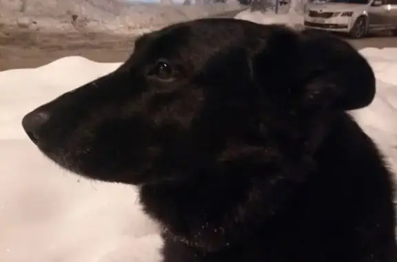 Пропала собака Жужа в Ленинском районе, Видное