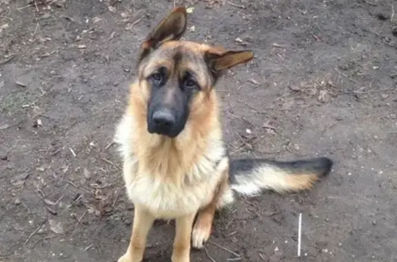 Пропала собака в Коломне - помогите найти!