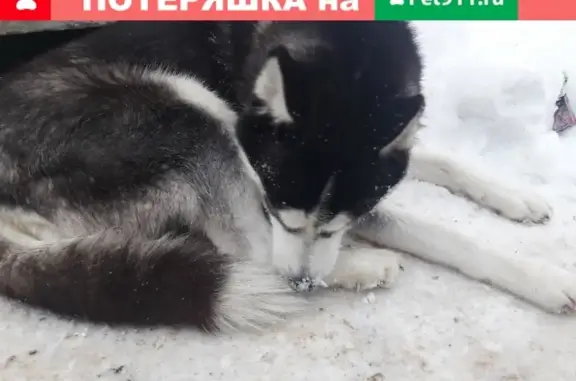 Найден щенок хаски на ул. Гайсина в Осиново, нуждается в новом доме