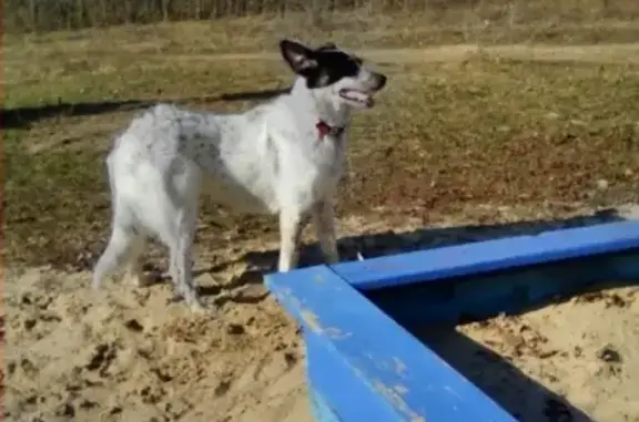 Собаки потеряшки, Дзержинск, фото: Потеряшка собака в Дзержинске на ул. Комбрига Патоличева.