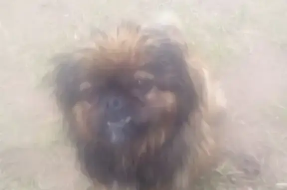 Пропала собака в Борзе, пекинес, девочка