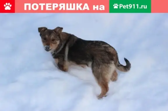 Пропала собака Рэя в Гаврилов-Яме