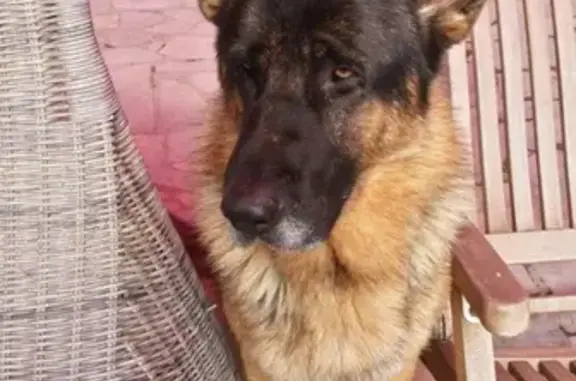 Пропала собака в Первоуральске: Джек или Джексон